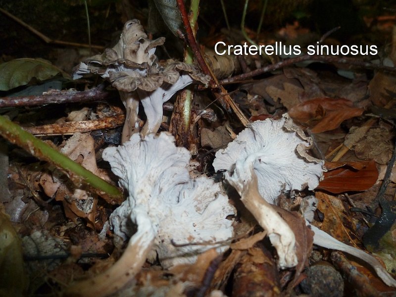 Craterellus sinuosus-amf388.jpg - Craterellus sinuosus - Syn1: Pseudocraterellus undulatus - Syn2: Cantharellus sinuosus - Nom français: Chanterelle sinueuse